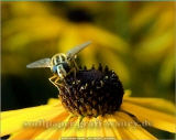 Wallpaper, die deinen Desktop verschnern: Insekten - Pic. Nr. 03