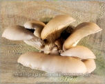 Wallpaper, die deinen Desktop verschnern: Pilze - Fotokunst Pic. Nr. 002