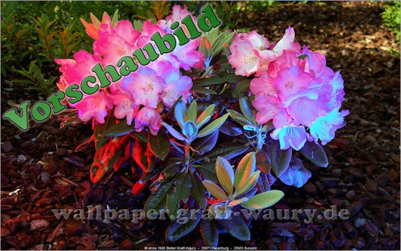 Vorschau zum kostenlosen, lizensierten Wallpaper-Bild: Rhododendron