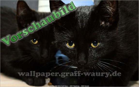 Vorschau zum kostenlosen, lizensierten Wallpaper-Bild: Die lauernde Katzen