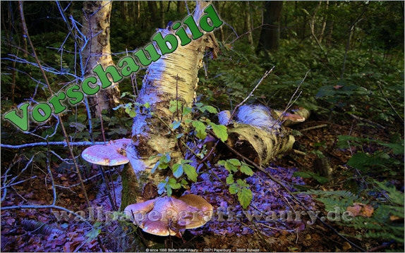 Vorschau zum kostenlosen, lizensierten Wallpaper-Bild: Pilze im Wald