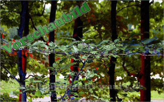 Vorschau zum kostenlosen, lizensierten Wallpaper-Bild: Junger Baum im Wald