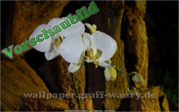 Vorschau zum kostenlosen, lizensierten Wallpaper-Bild: Pinselstriche... Orchidee