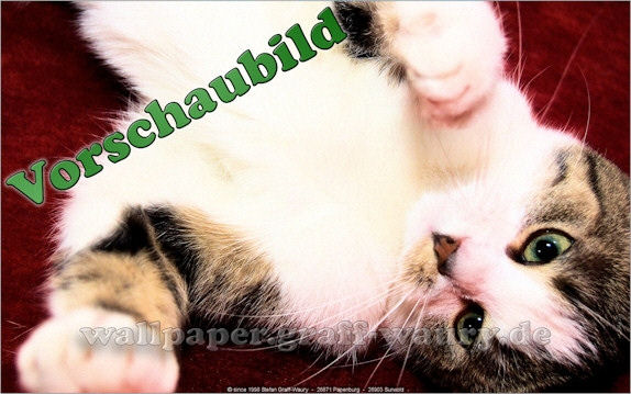 Vorschau zum kostenlosen, lizensierten Wallpaper-Bild: Die spielende Katze (Playfull Cat)