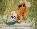 Wallpaper, die deinen Desktop versch�nern: Insel Borkum - der Hundestrand mit Hund