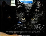 Lizensiertes Wallpaper-Bild von wallpaper.graff-waury.de - Fractalius-Black-Cats