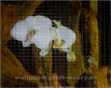 Lizensiertes Wallpaper-Bild von wallpaper.graff-waury.de - Glasmosaik-Orchidee_01