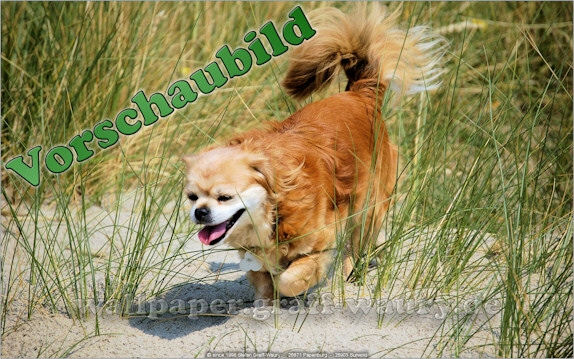 Vorschau zum kostenlosen, lizensierten Wallpaper-Bild: Insel Borkum - der Hundestrand mit Hund