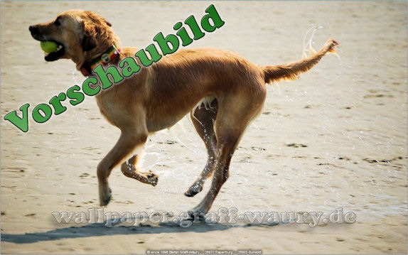 Vorschau zum kostenlosen, lizensierten Wallpaper-Bild: Insel Borkum - der Hund