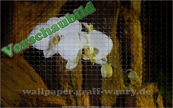 Vorschau zum kostenlosen, lizensierten Wallpaper-Bild: Glasmosaik... Orchidee