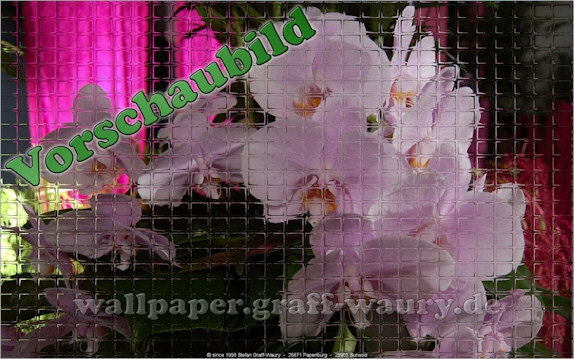 Vorschau zum kostenlosen, lizensierten Wallpaper-Bild: Glasmosaik... Orchidee II