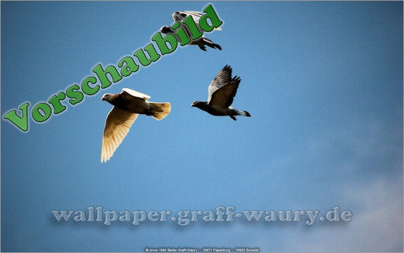 Vorschau zum kostenlosen, lizensierten Wallpaper-Bild: Tauben
