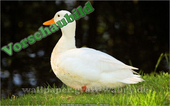 Vorschau zum kostenlosen, lizensierten Wallpaper-Bild: Die weie Ente